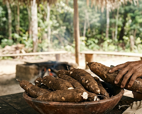 Woman sorting cassava root in a rustic outdoor setting.